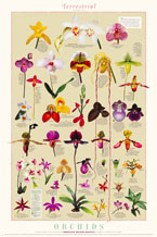 Terrestrial Orchids Poster