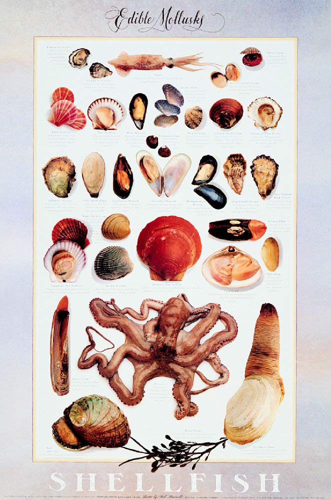 Edible Mollusks Poster