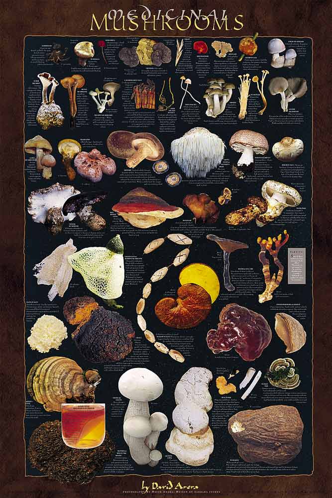 Medicinal Mushrooms Poster