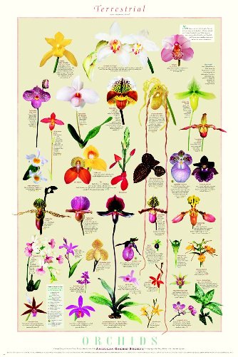 Terrestrial Orchids Poster