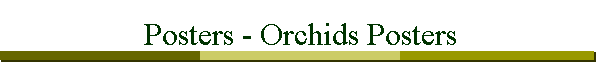 Posters - Orchids Posters
