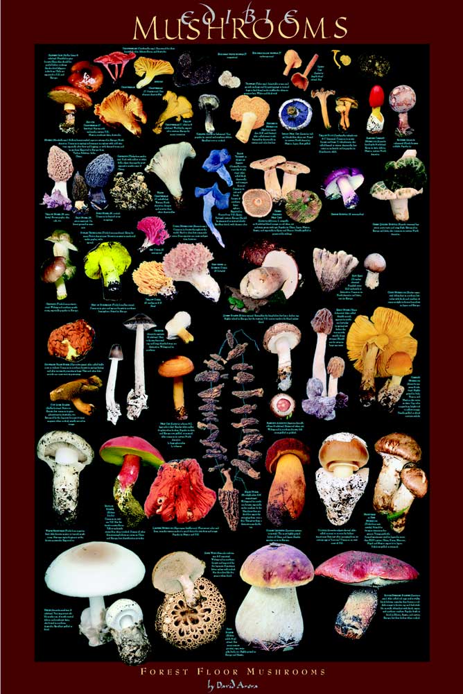 Edible Forest Floor Mushrooms